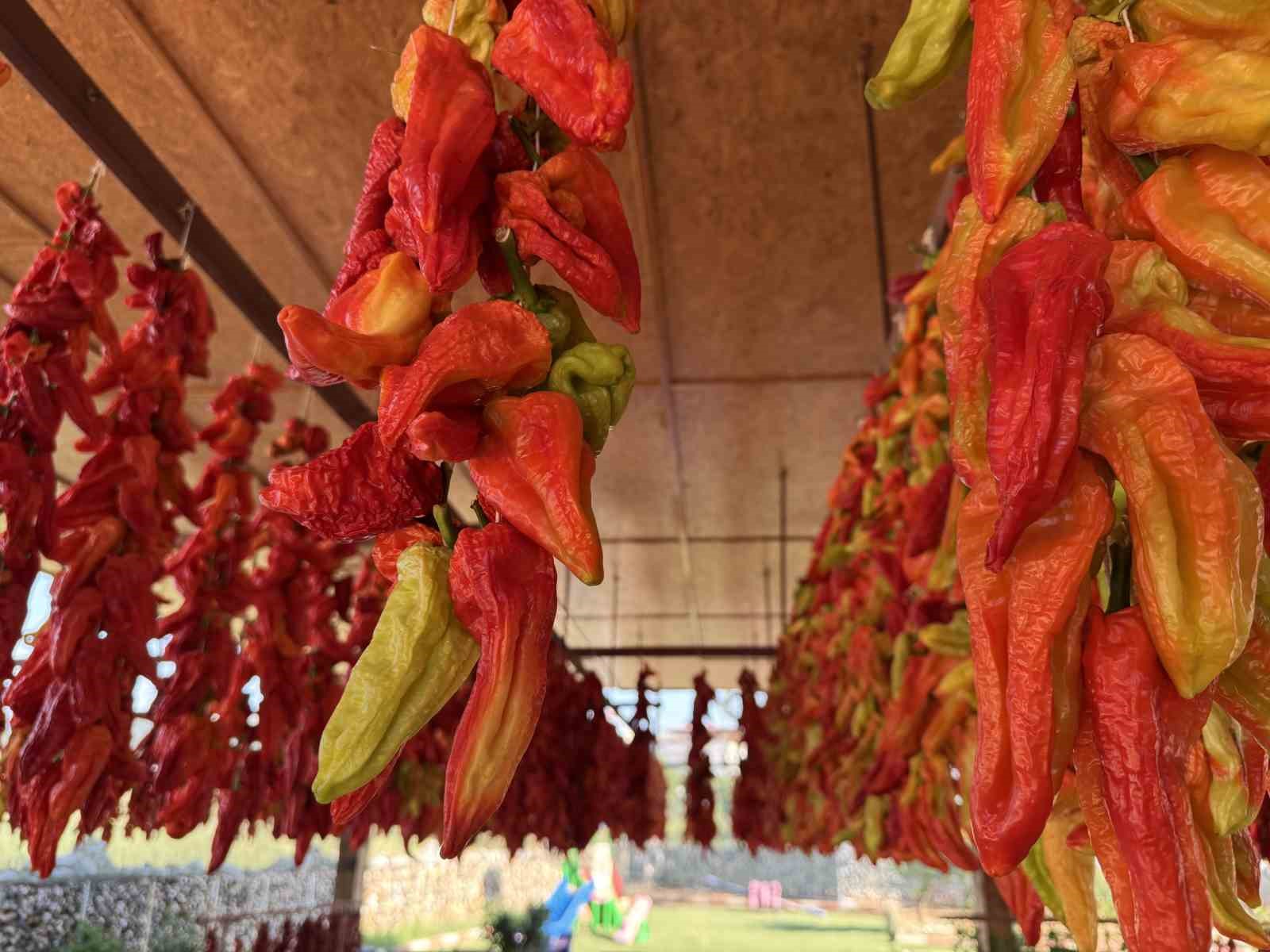 Başkan Sağınç tescilli Kale Biberini tanıtmak için ailesiyle birlikte kolları sıvadı
