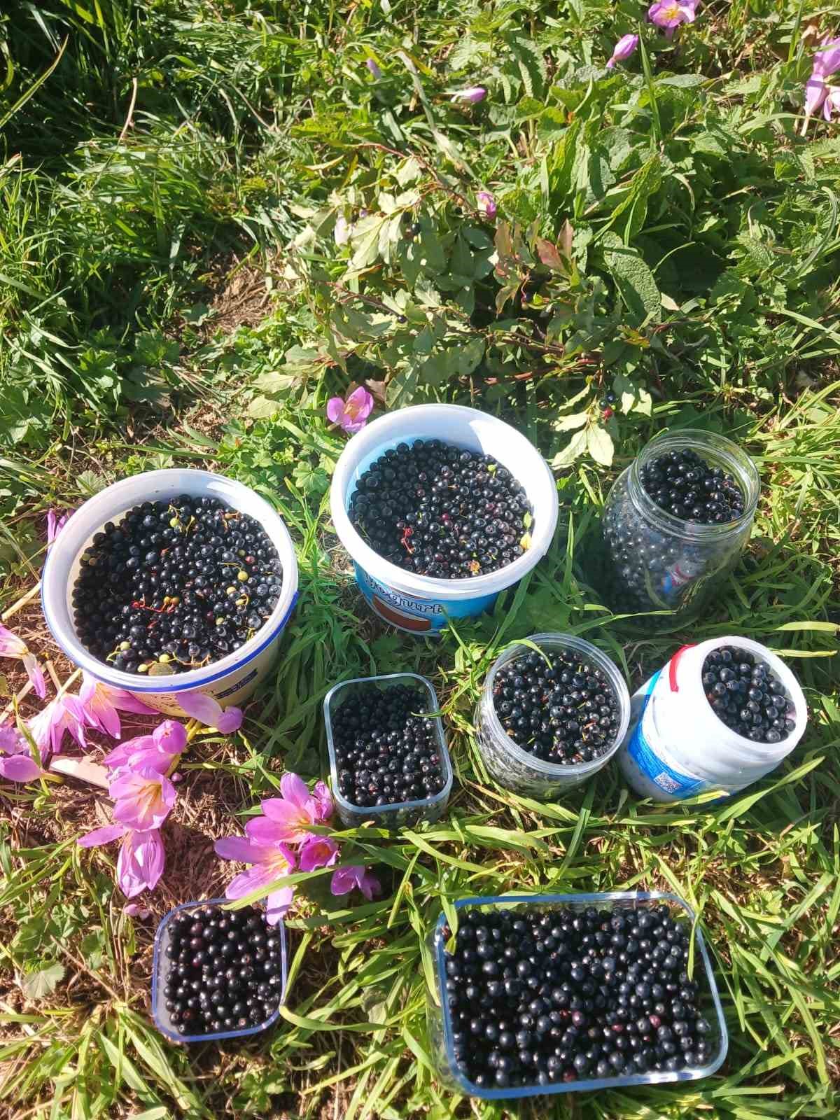 Şalpazarı yaylalarında yaban mersini bereketi
