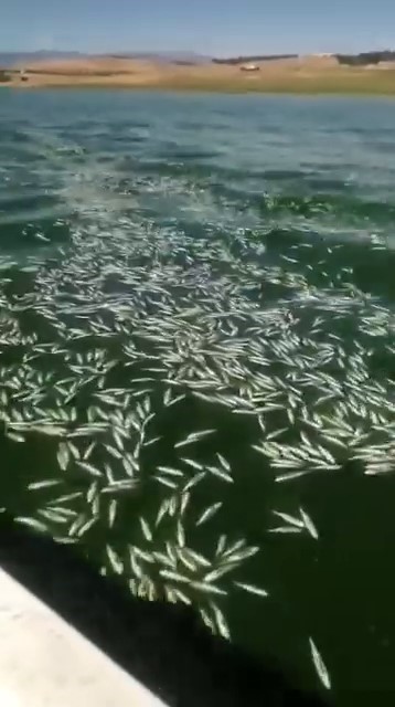 Kahramanmaraş’ta balık ölümleri
