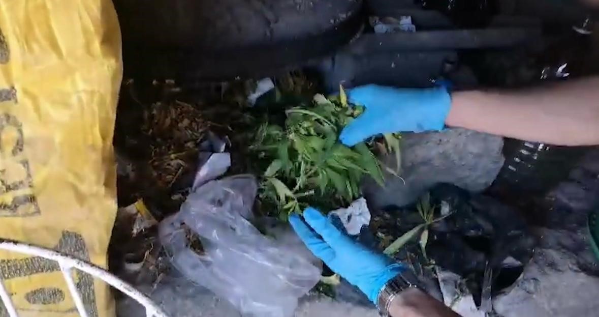 Kayseri’de 287 kök kenevir ele geçirildi: 1 gözaltı