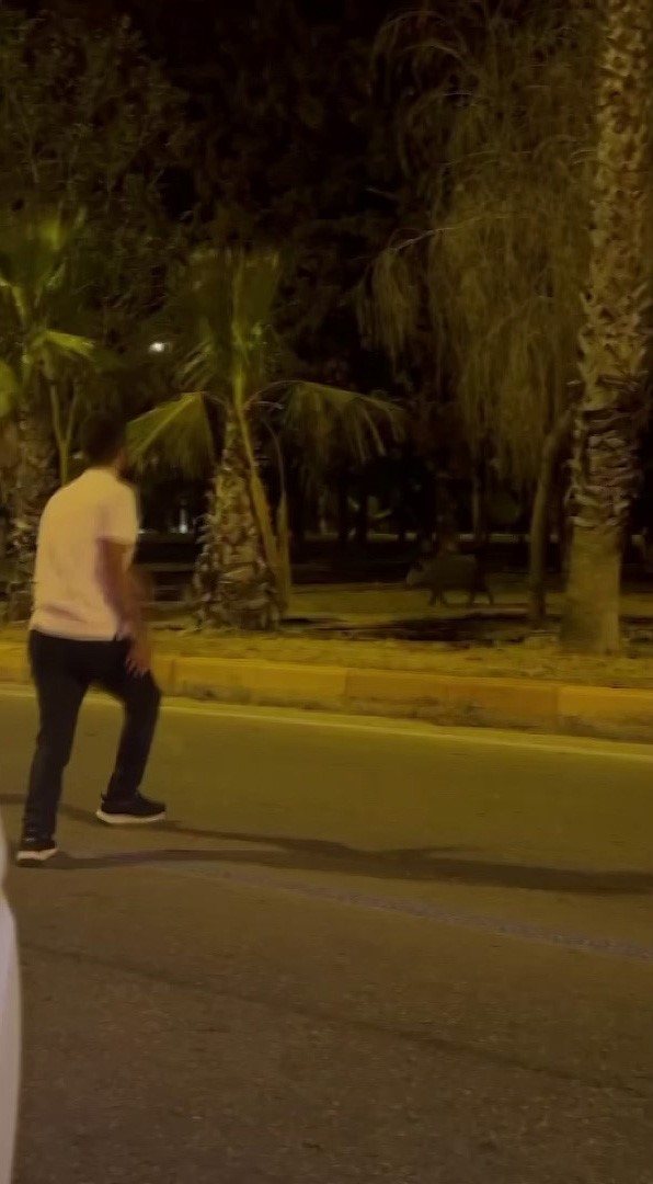 Çukurova Üniversitesi’nin yapamadığını vatandaş havlayarak yaptı domuzlar kaçtı