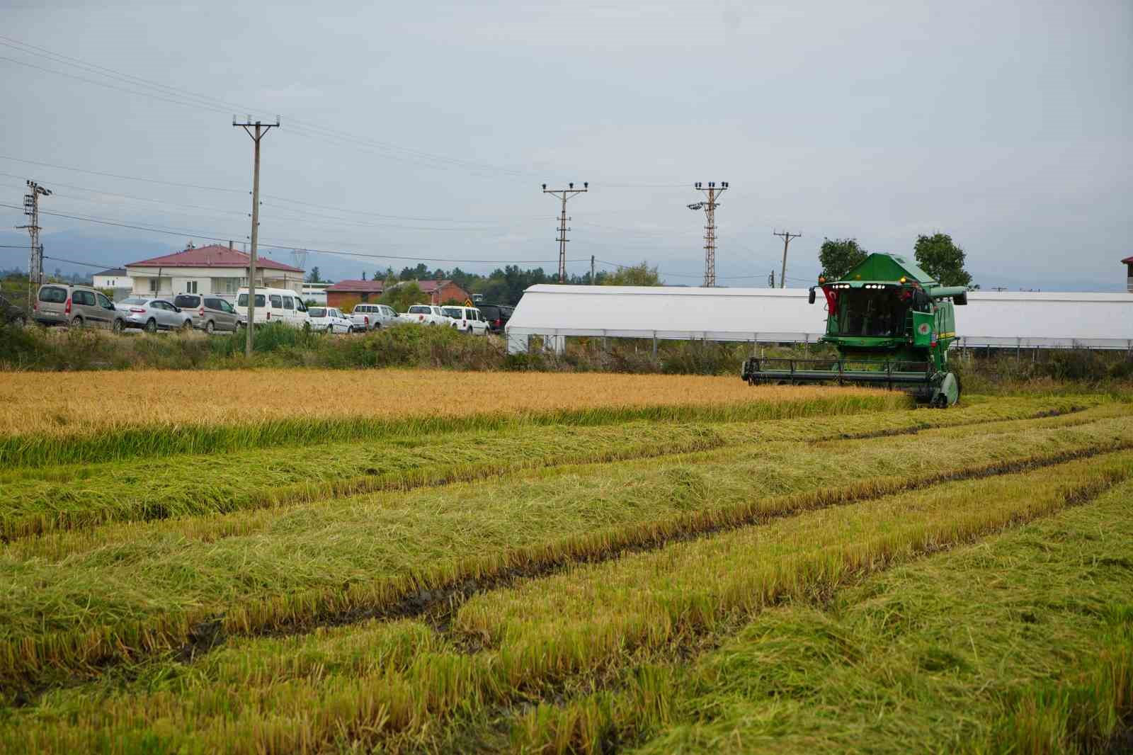 Bafra Ovası’nda çeltik hasadı başladı
