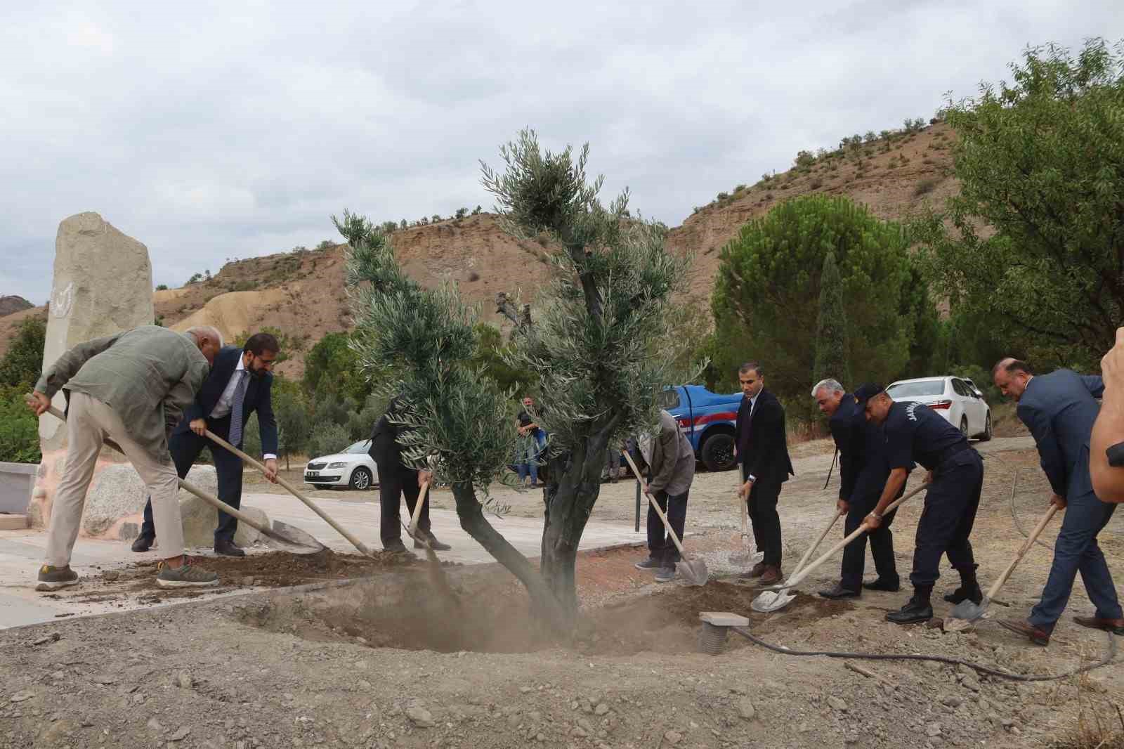 Baltacı Mehmet Paşa anısına asırlık zeytin ağacı dikildi
