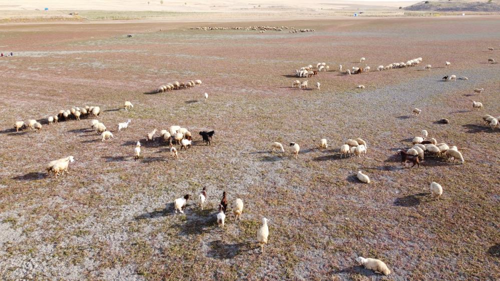 Kuraklığın vahim tablosu: Kuruyan baraj havzasında hayvanlar otlatılıyor