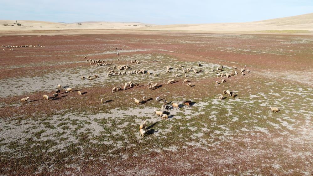 Kuraklığın vahim tablosu: Kuruyan baraj havzasında hayvanlar otlatılıyor