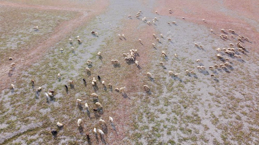 Kuraklığın vahim tablosu: Kuruyan baraj havzasında hayvanlar otlatılıyor