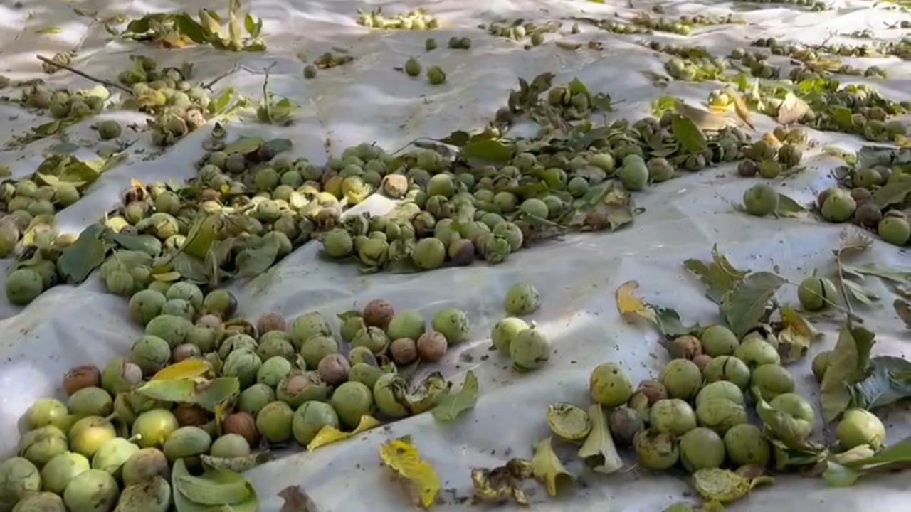 Dünyaca ünlü tescilli Adilcevaz cevizi hasadı başladı
