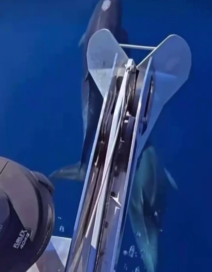 Akdeniz’de yunusların görsel şöleni
