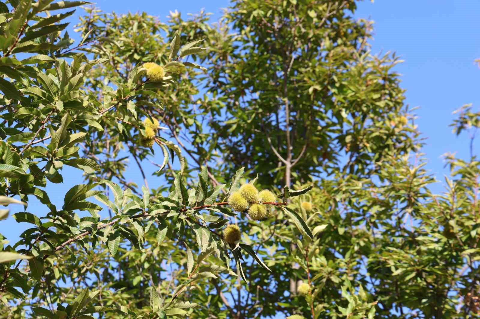 Aydın’da kestane hasat sezonu için hazırlıklar başladı
