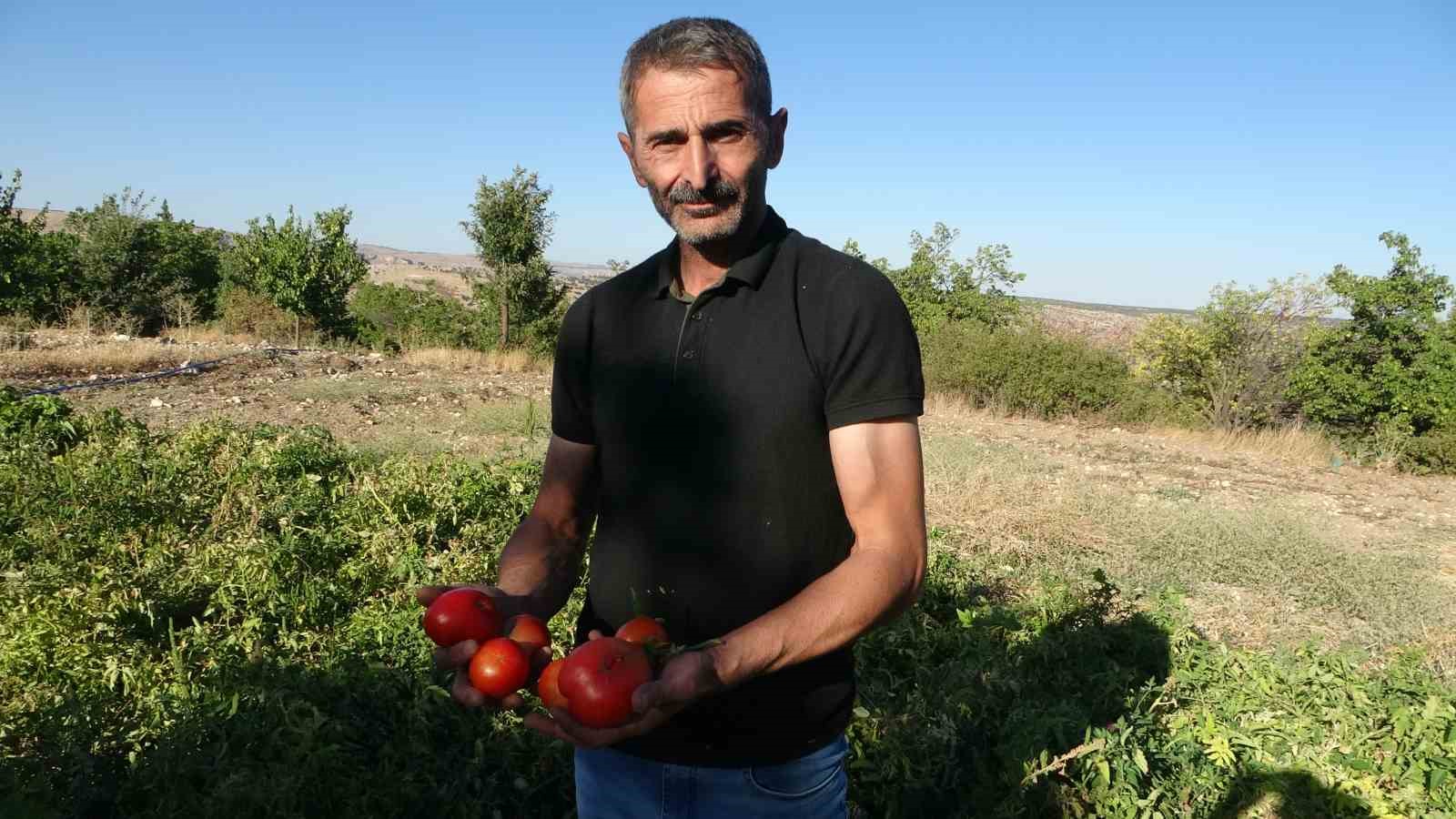 Zirai donun vurduğu Malatya’da bal kabağında yüksek verim
