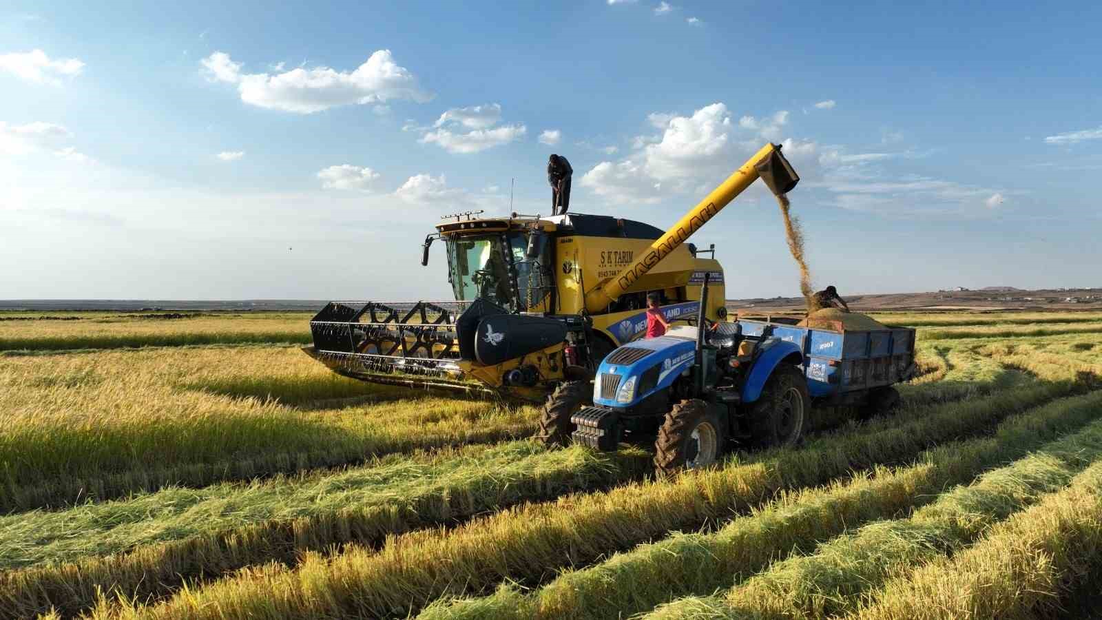 Şanlıurfa’da yetişen Karacadağ pirincinde hasat başladı
