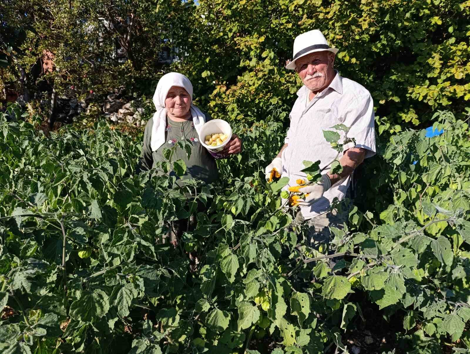 Altın Çilek bereketi pazar tezgahına yansıdı
