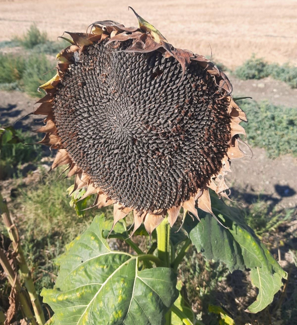 Bandırma Merinos’ta ayçiçeği hasadı tamamlandı
