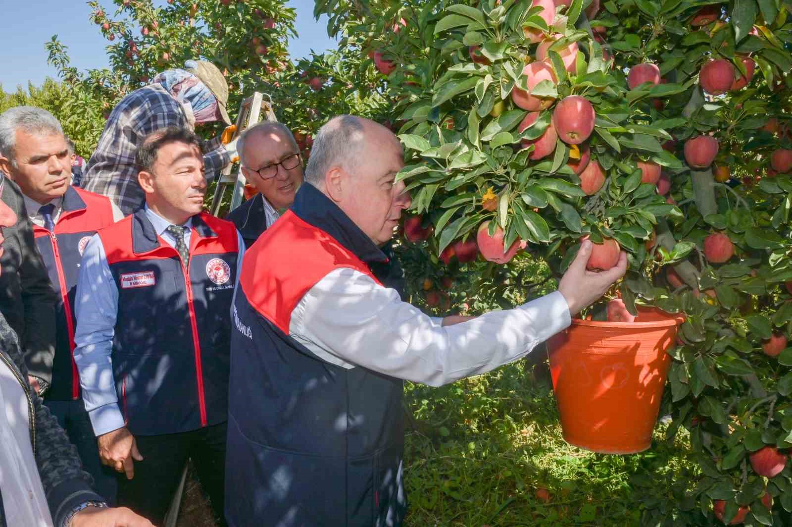 Ege’nin elma deposu Denizli’de üreticinin yüzü gülüyor