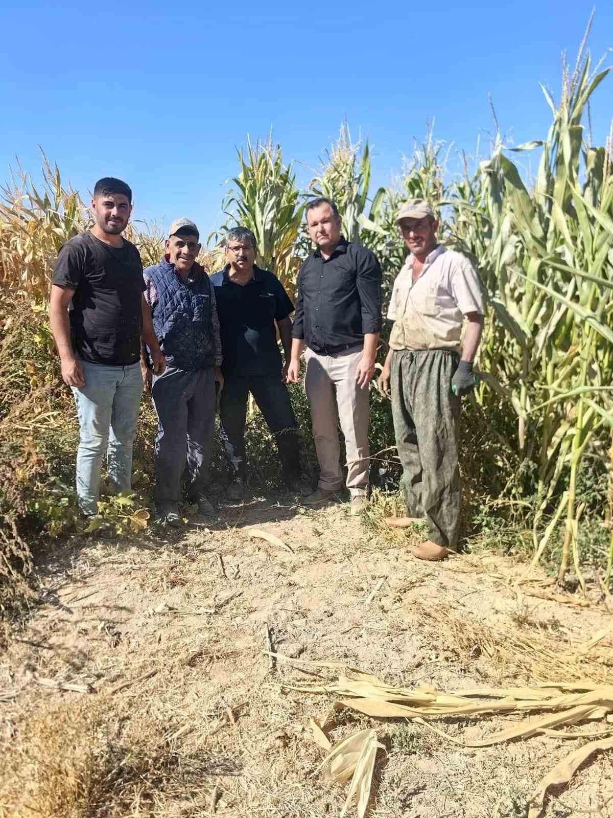 Karapınar’da mısır hasadı başladı
