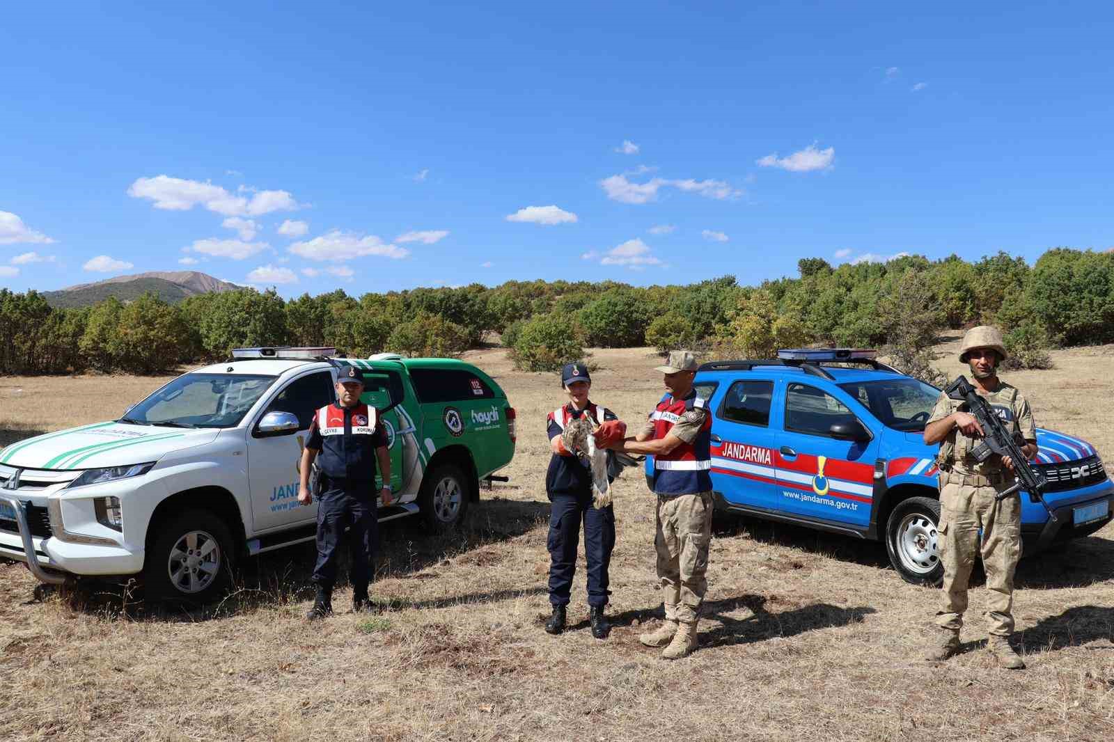 Bingöl’d yaralı kartal tedavi altına alındı