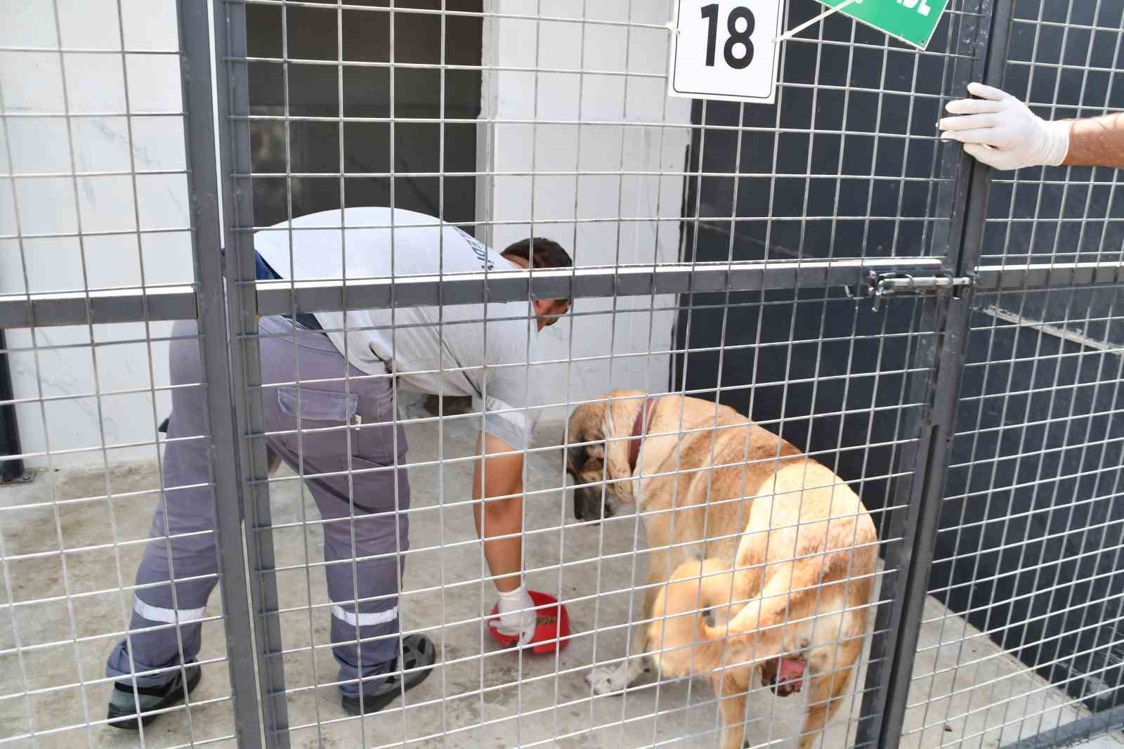 Söke Belediyesi’nden sokak hayvanları için örnek çalışma