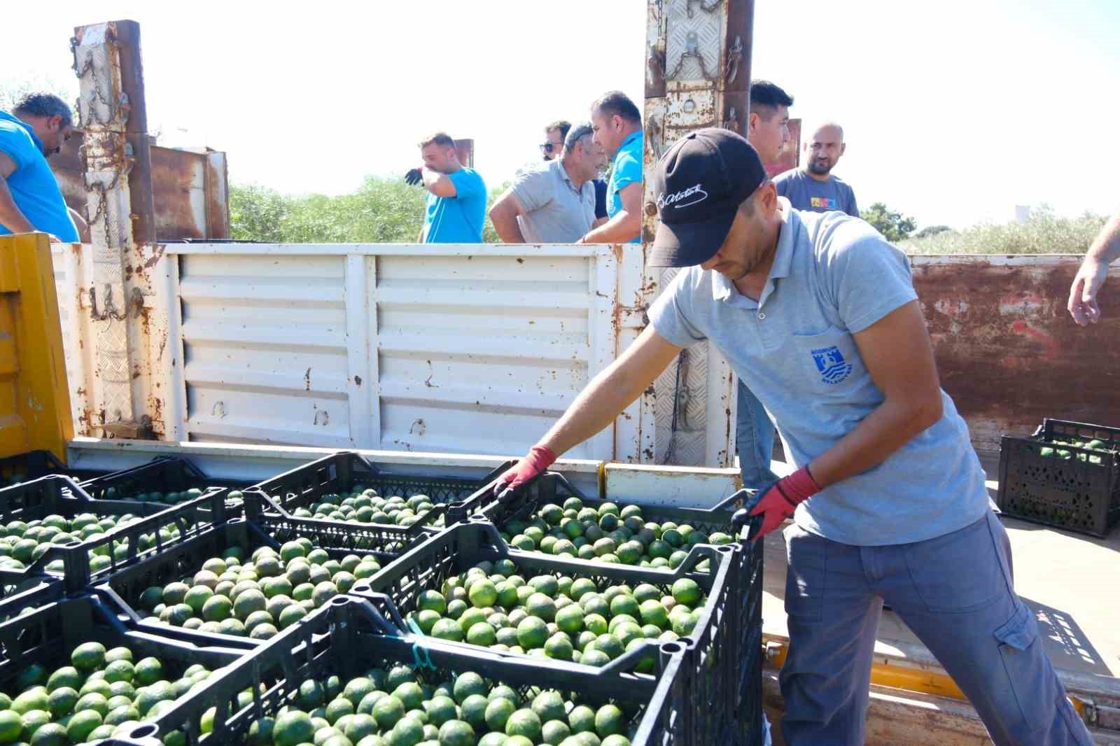 Yeşil Bodrum Mandalini Türkiye’nin dört bir yanına ulaşıyor
