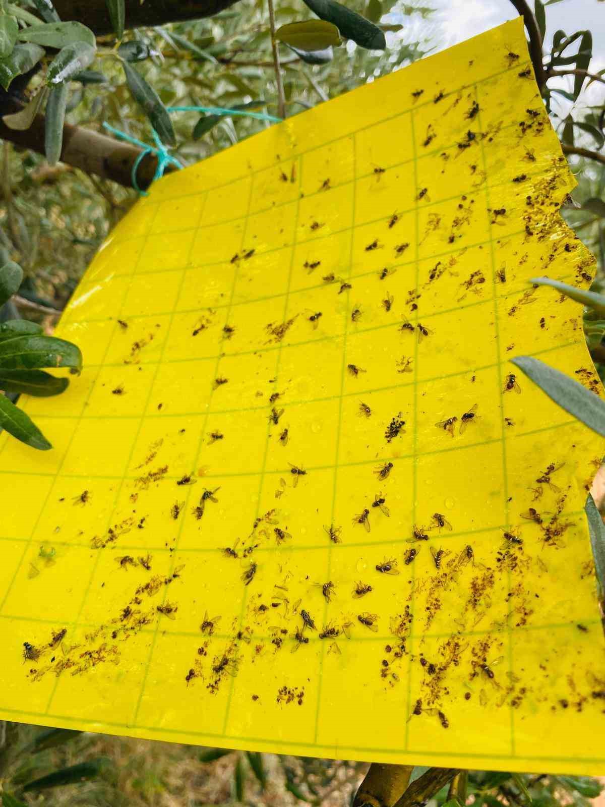 Manisa’da zeytincilere çifte uyarı