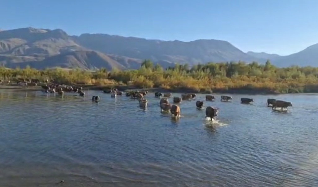 Kuraklık nedeniyle nehrin debisi b&uuml;y&uuml;k oranda d&uuml;ş&uuml;nce b&uuml;y&uuml;kbaş hayvanlar karşıya y&uuml;r&uuml;yerek ge&ccedil;ti
