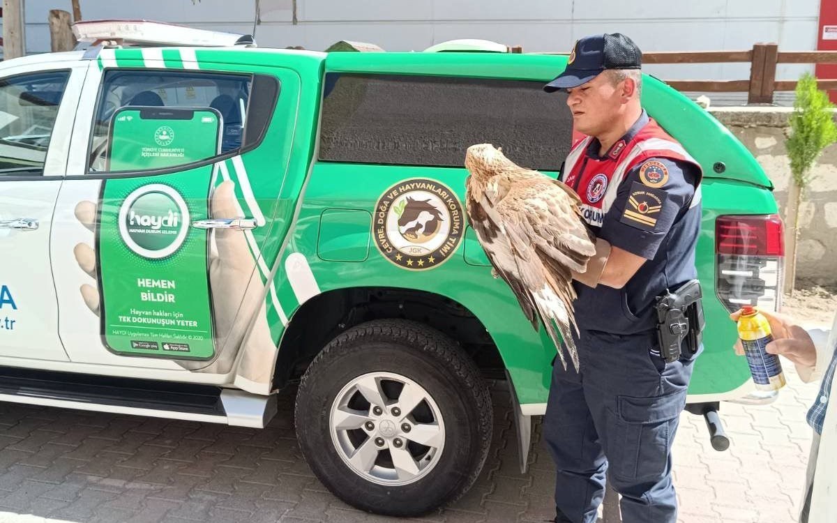 Karaman’da yaralı bulunan kızıl şahin koruma altına alındı