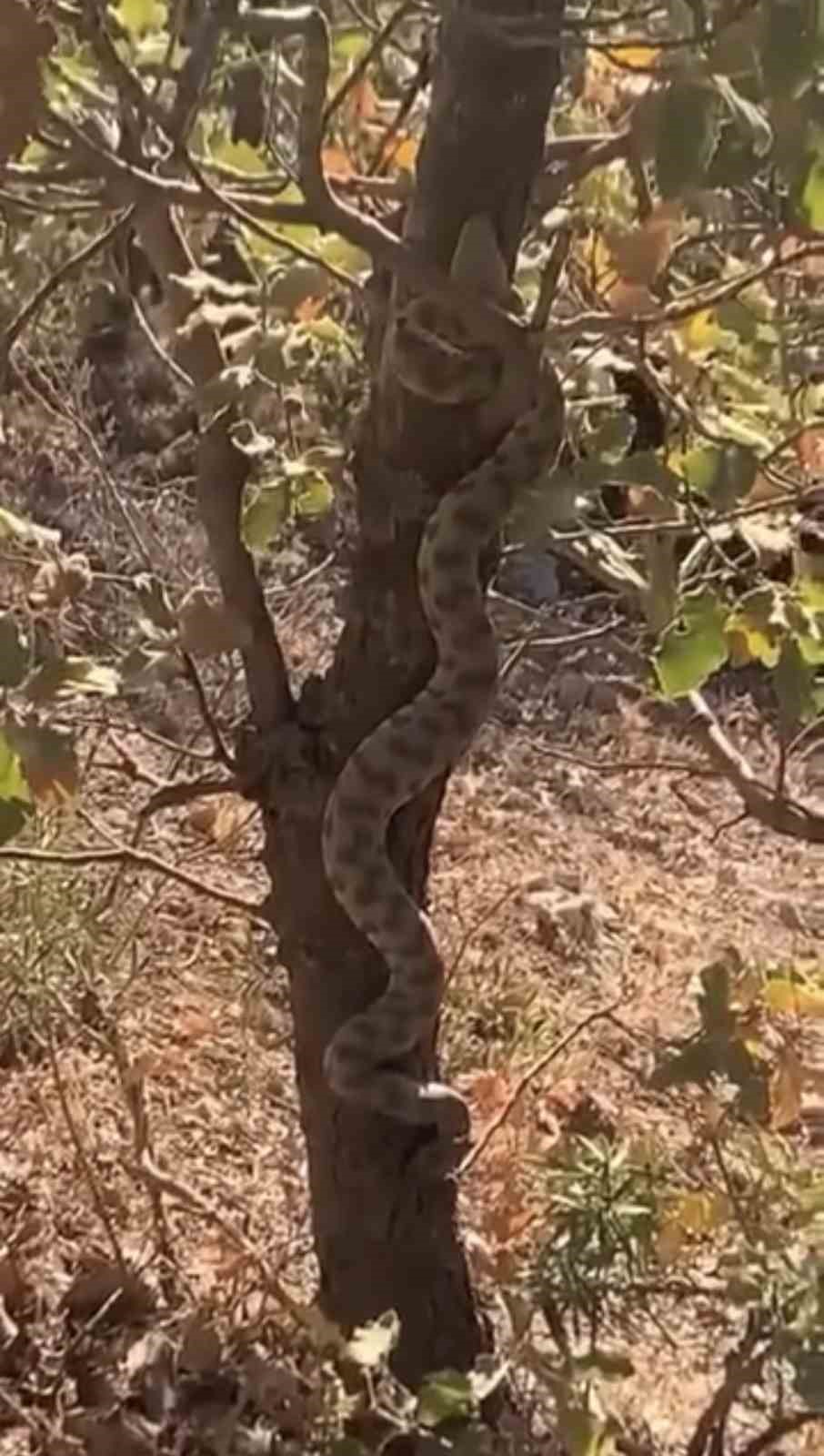 Mardin’de engerek yılanı ağaca tırmanırken görüntülendi