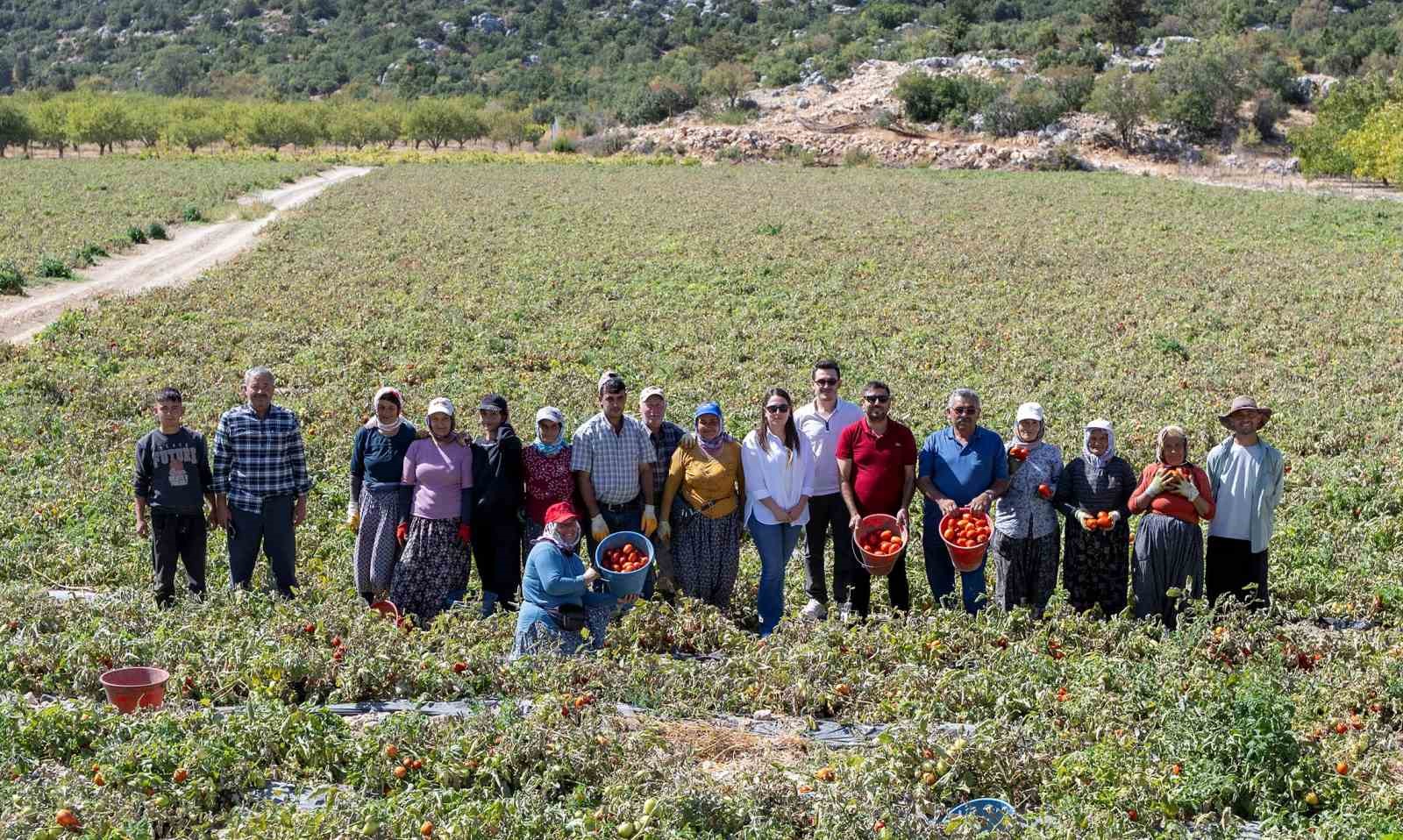Mersin’de üreticiye yüzde 70 hibeli domates fidesi desteği