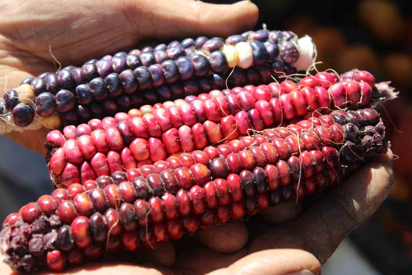 Bu bahçede 55 çeşit domates, 22 çeşit biber üretiliyor
