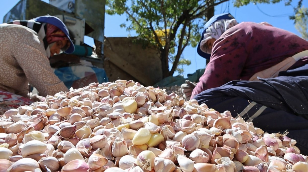 Aksaray’dan yurt dışına gönderilecek organik sarımsakların ekimi başladı