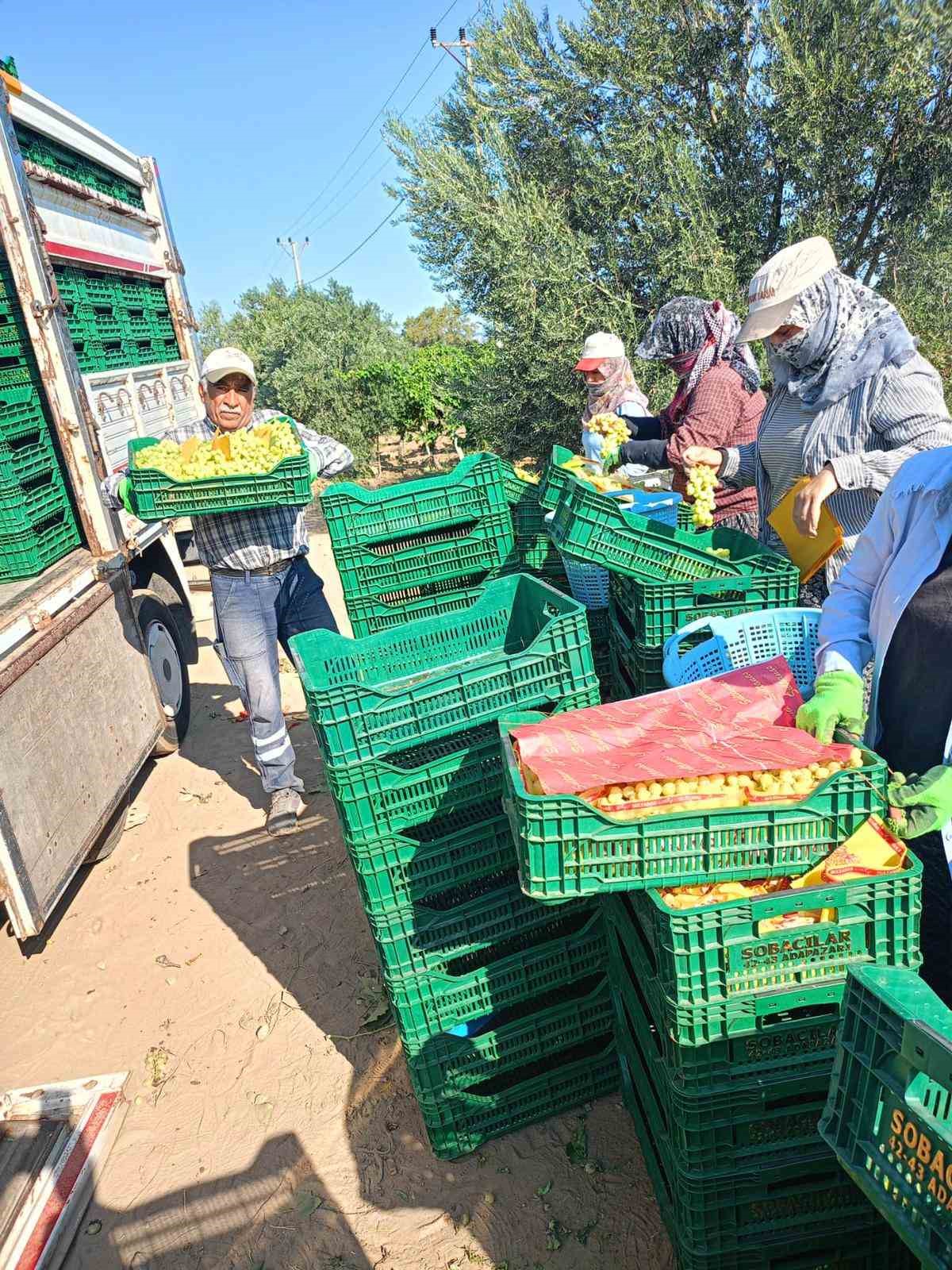 Sarıgöl’de üzüm hasadı aralıksız devam ediyor