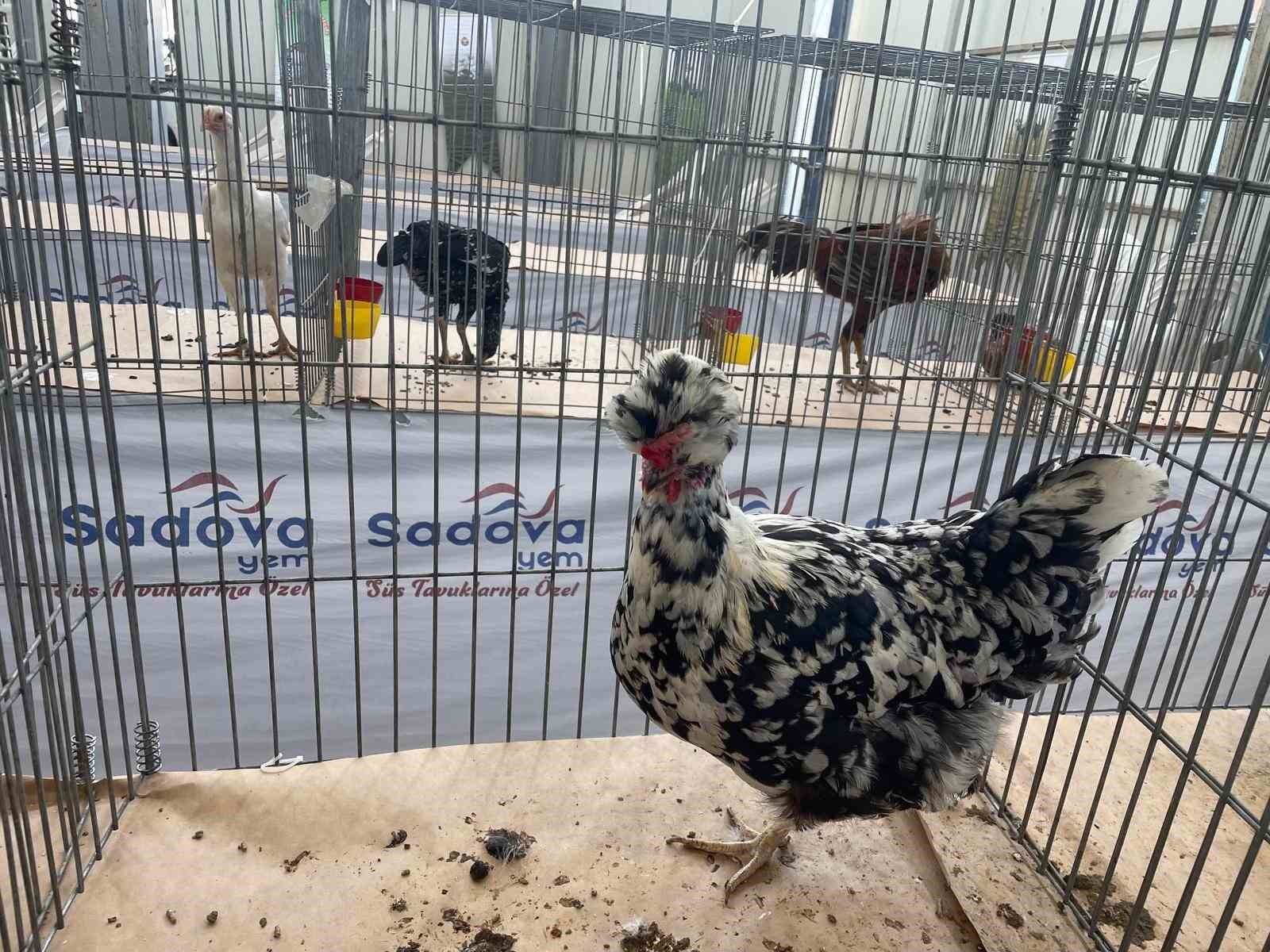 Karadeniz’in "Gugulli"si Balıkesir’de ilgi odağı oldu
