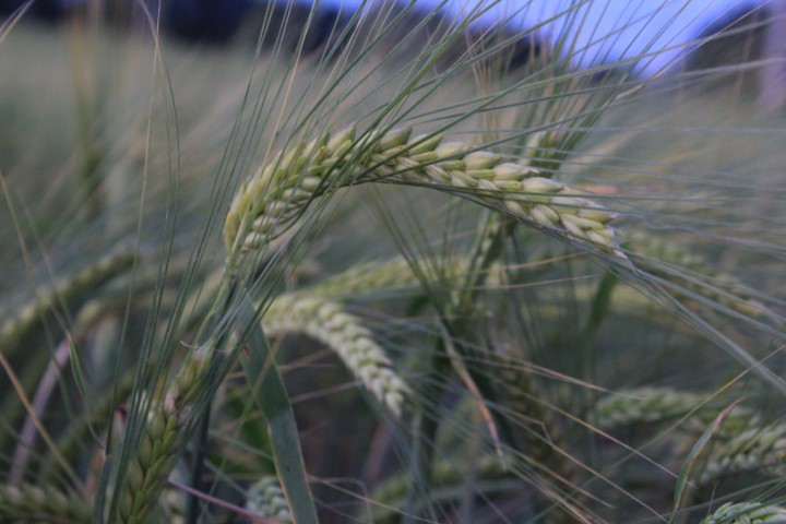 Dünya tahıl arzında rekor beklenti: 3 milyar tonu geçebilir