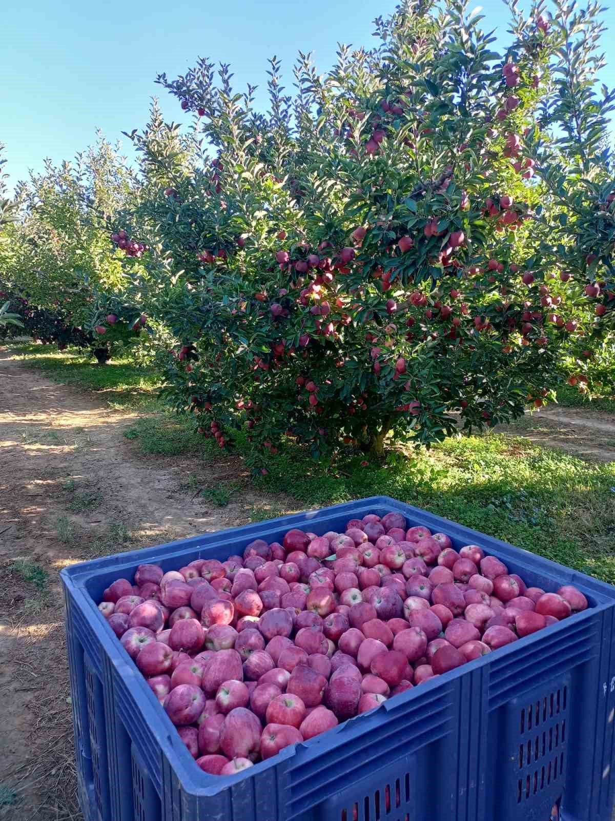 Beyşehir’in elma deposu mahallesinde hasat mesaisi sürüyor
