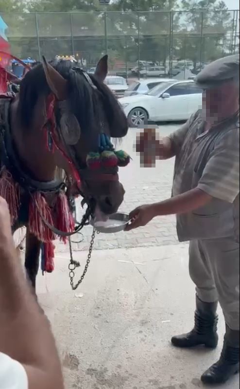 Muğla’da "Bu kadarı olmaz" dedirten görüntüler: Fayton çeken ata alkol içirdiler