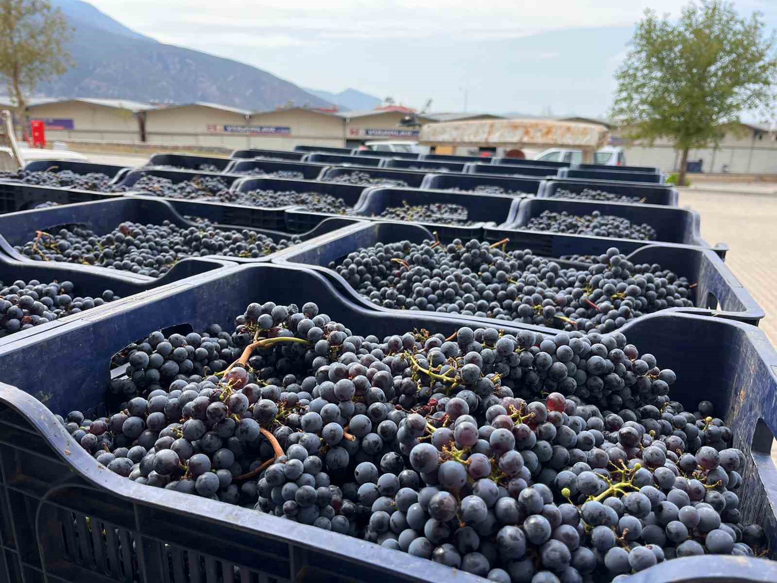 Muğla Büyükşehir’den bağcılığa modern dokunuş