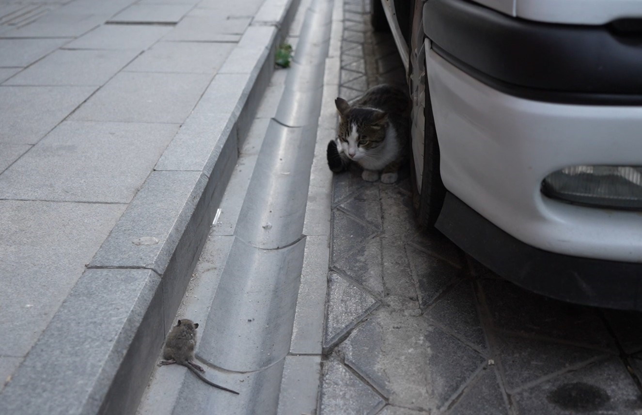 Gümüşhane’de kedi avladığı fareyle oynarken kameralara yakalandı