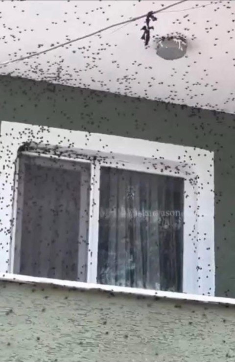 Kahverengi kokarca Giresun’da evleri ve araçları istila etti