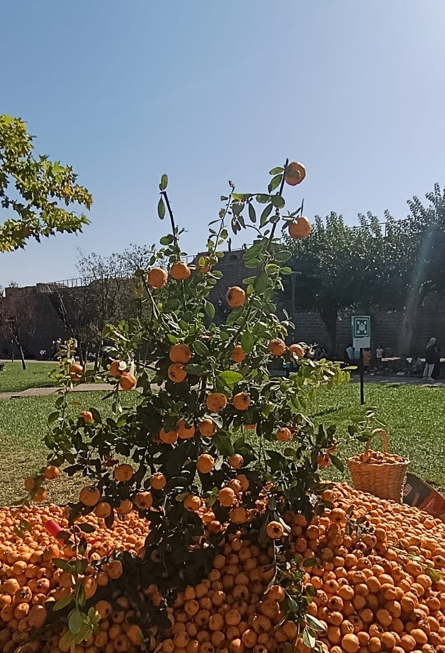 Faydaları saymakla bitmiyor: Alıç meyvesi tezgahlardaki yerini aldı