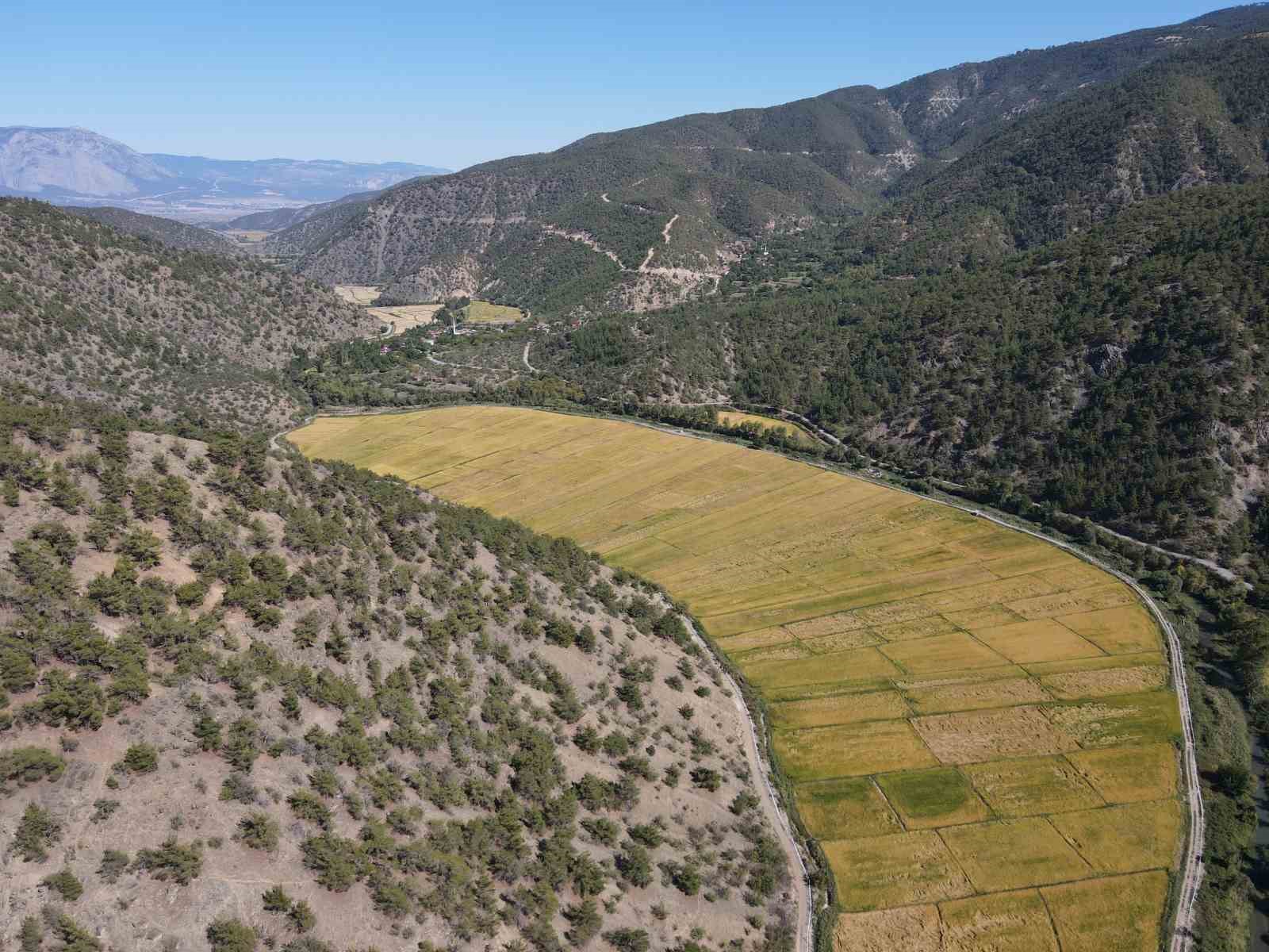 Domuzların talan ettiği çeltik tarlaları, devlet desteğiyle yeniden verimli hale getirildi