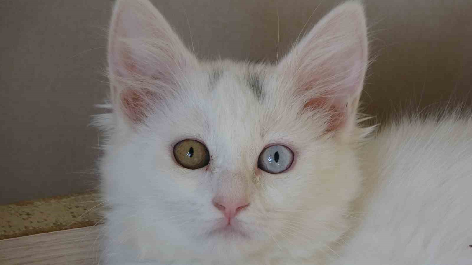 Van kedileri için ‘kırmızı alarm’ kaldırıldı