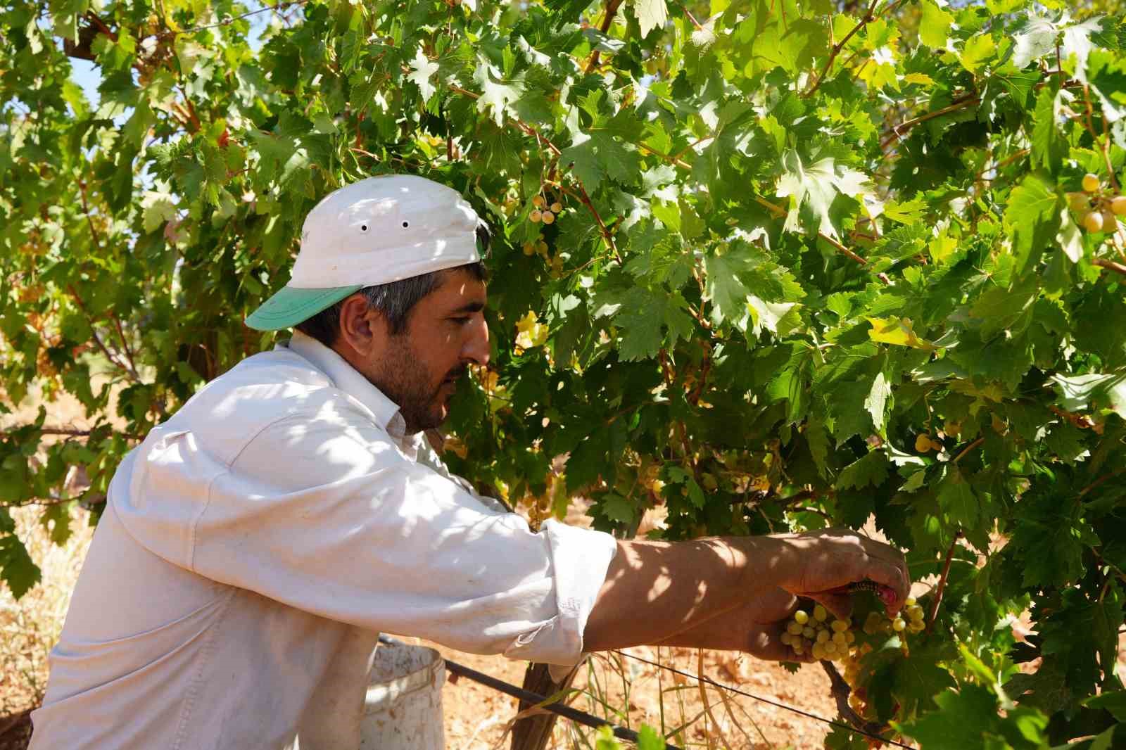 Fıstık şehrine kurduğu üzüm bağı üreticilere örnek oldu