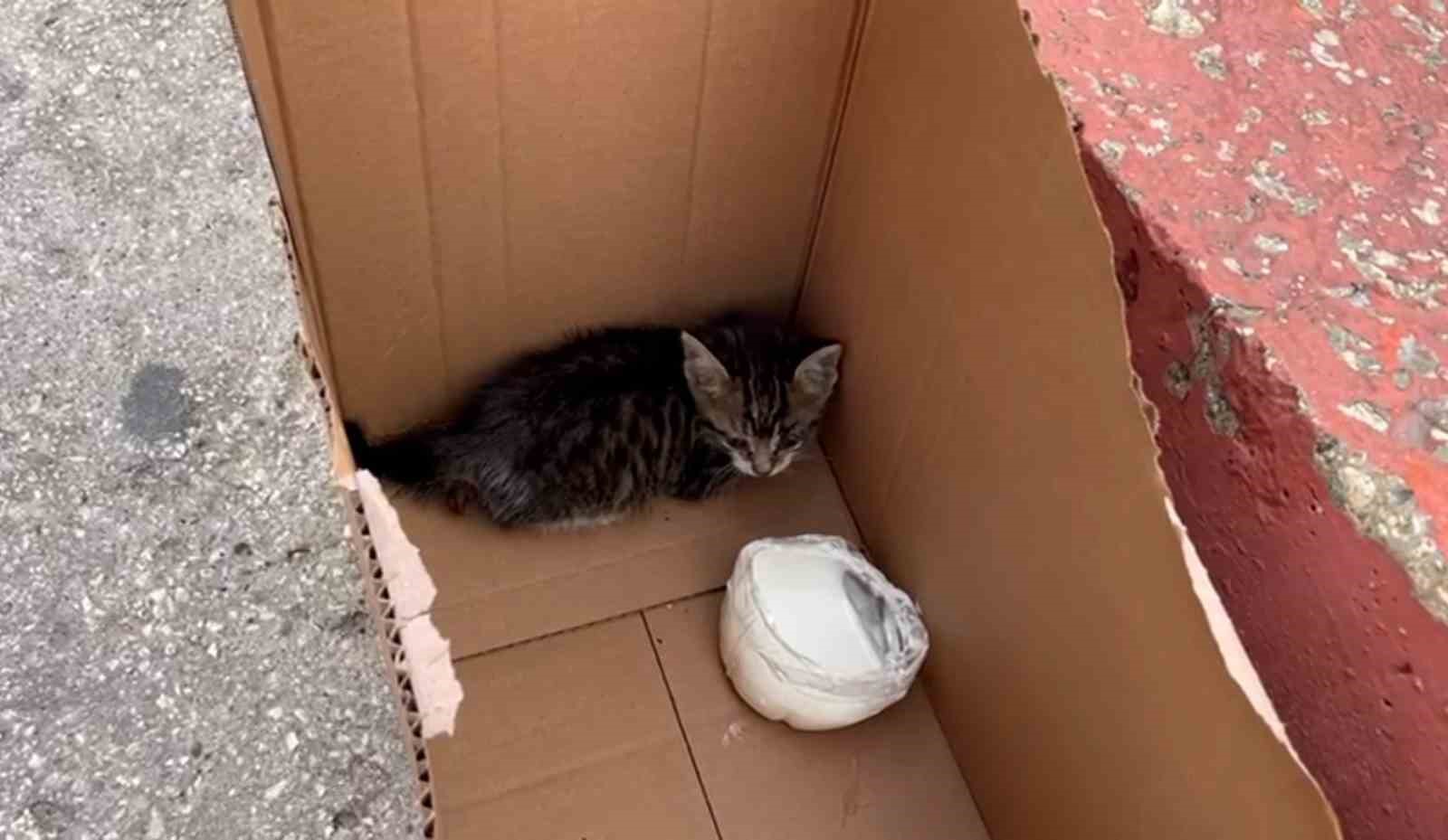 Motorda mahsur kalan yavru kedileri itfaiye kurtardı