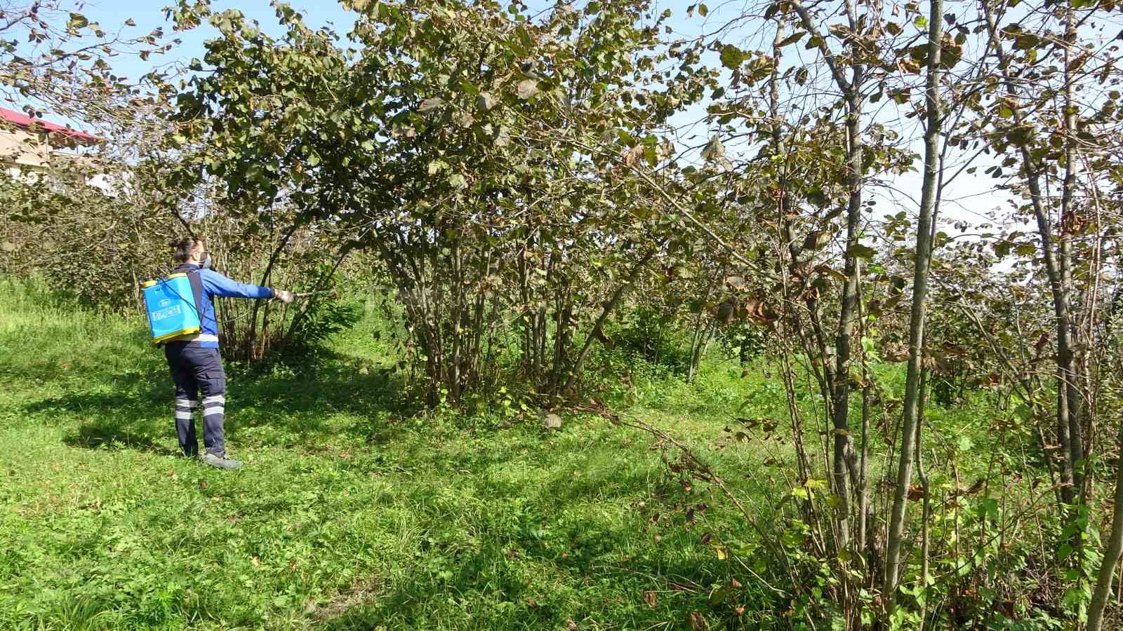 Trabzon’da kahverengi kokarca alarmı