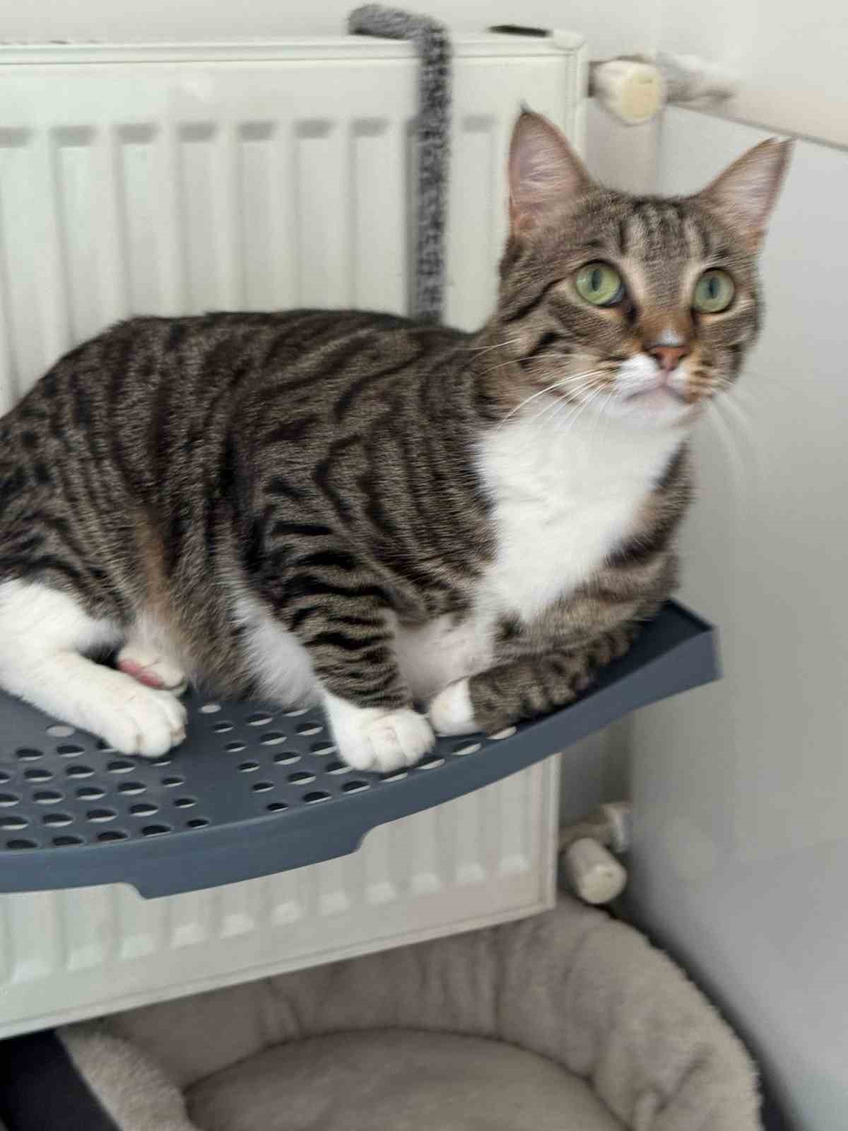 Kayıp kedisini bulana 100 bin lira ödül verecek