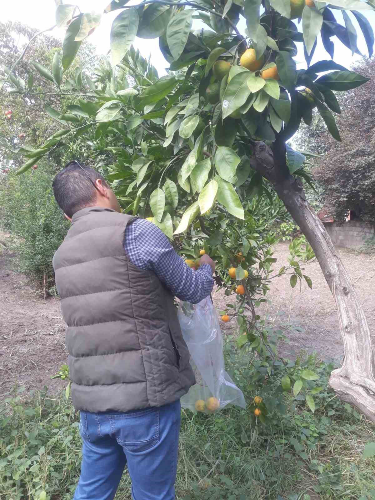 Söke’de hasat öncesi numune alımları yapıldı
