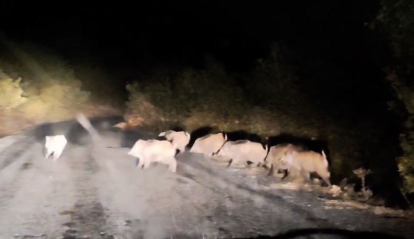 Tatvan’da domuz sürüsü görüntülendi