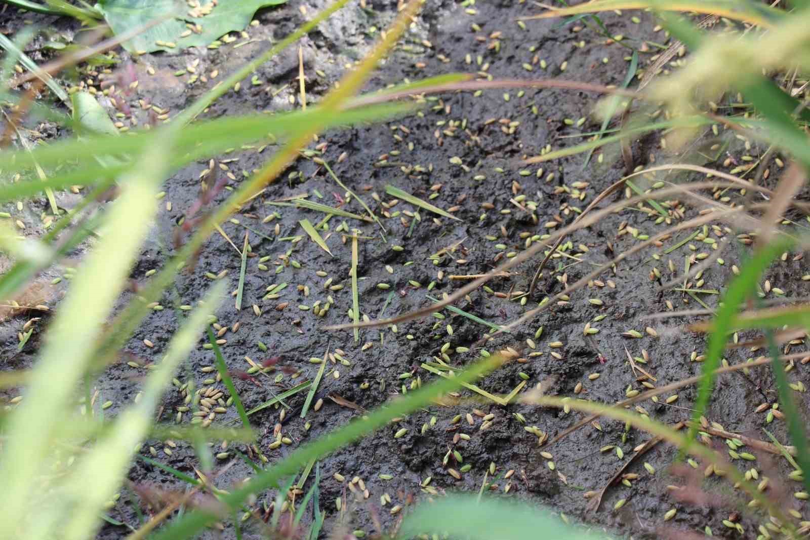 19 Mayıs ilçesini dolu vurdu
