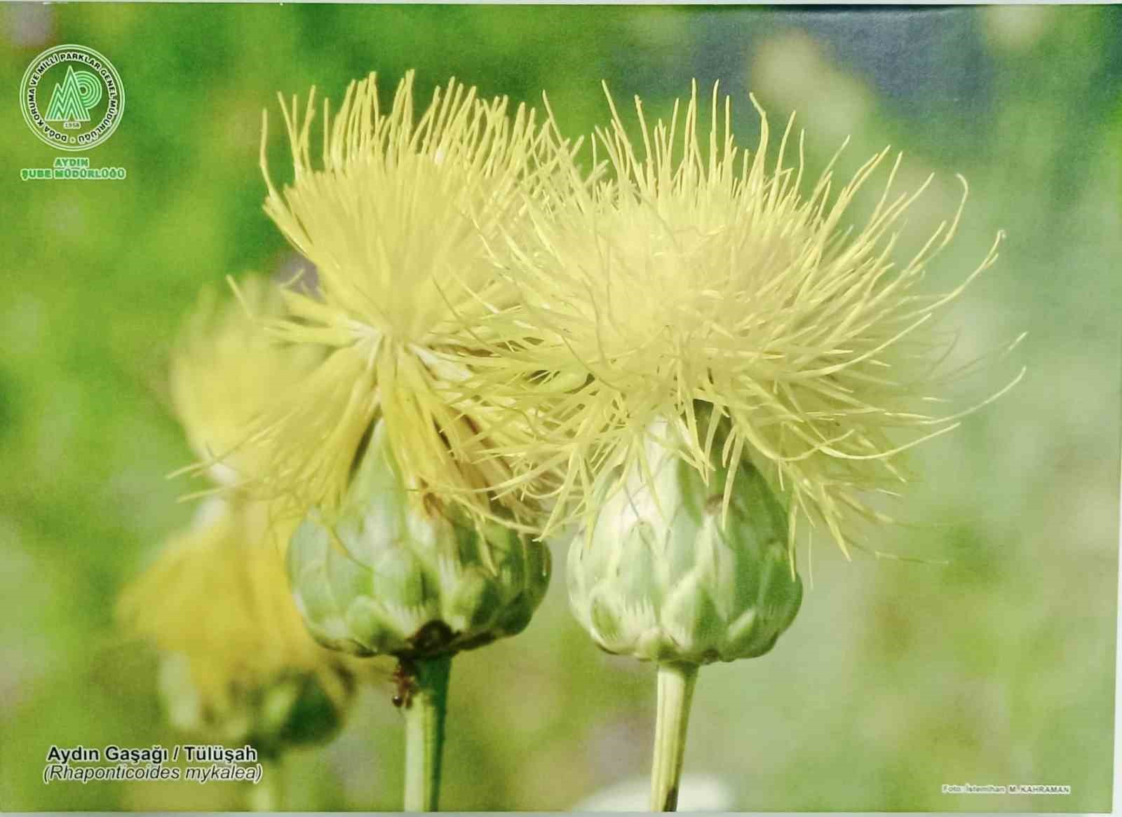 Aydın Gaşağı’nı korumak için toplandılar
