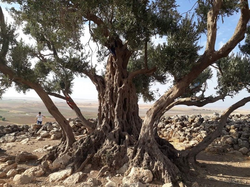 Zeytin ağacından gelen delil: Nuh’un Gemisi Cudi Dağı’nda
