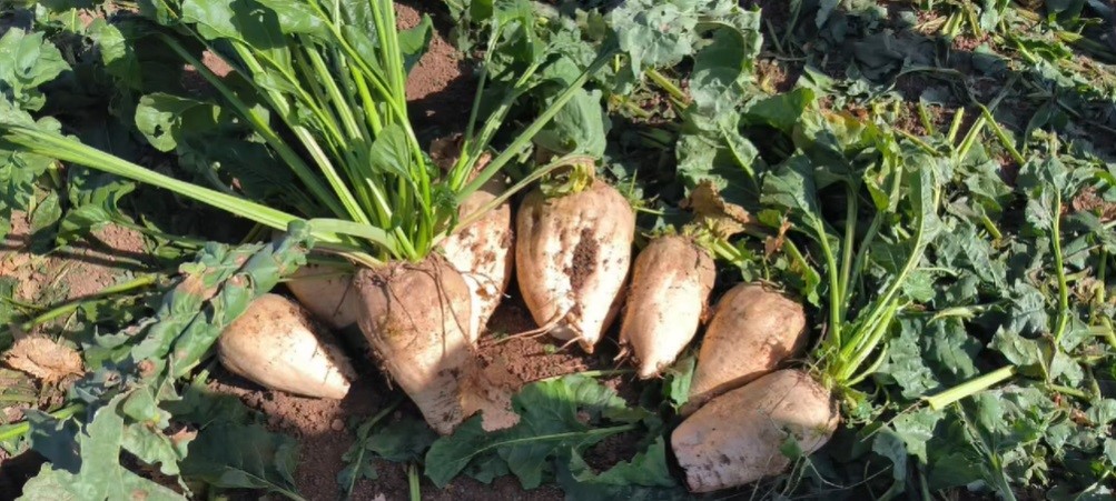 Bayburt’ta şeker pancarı sökümü başladı
